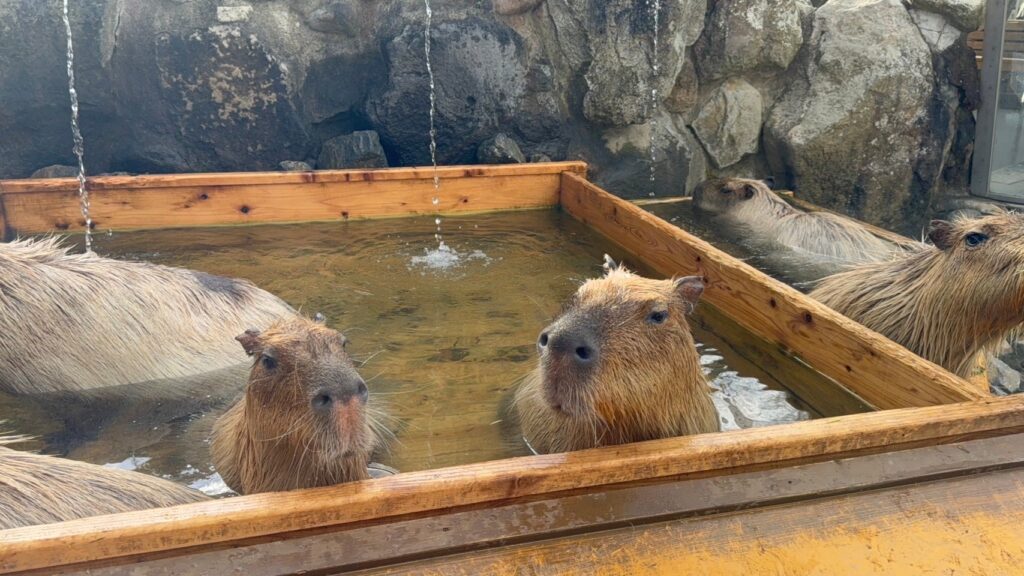 Capibara Bath